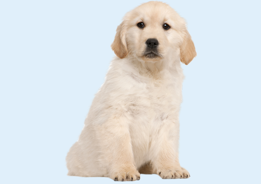 golden retriever puppies for sale