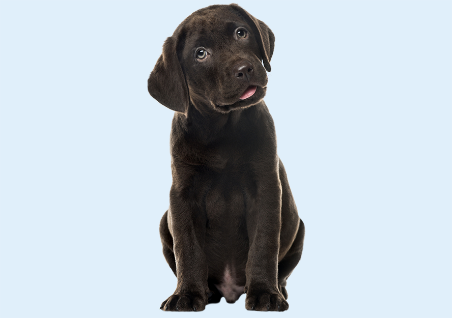 labrador retriever puppies for sale