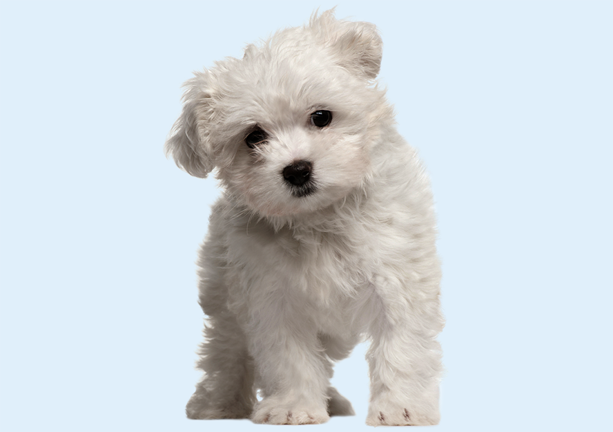 maltese puppy