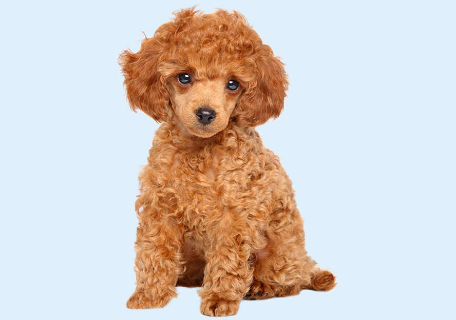 poodle puppies for sale