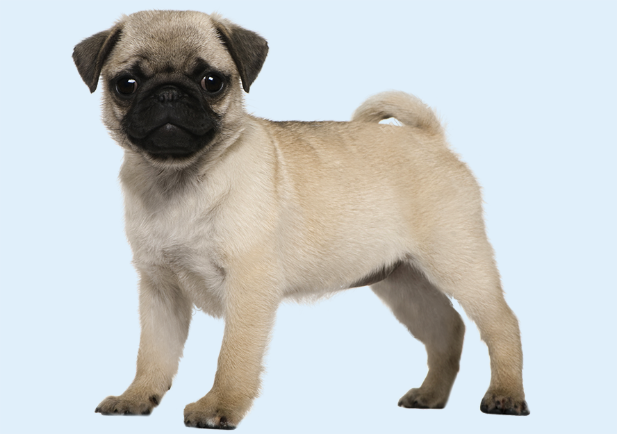 pug puppies for sale