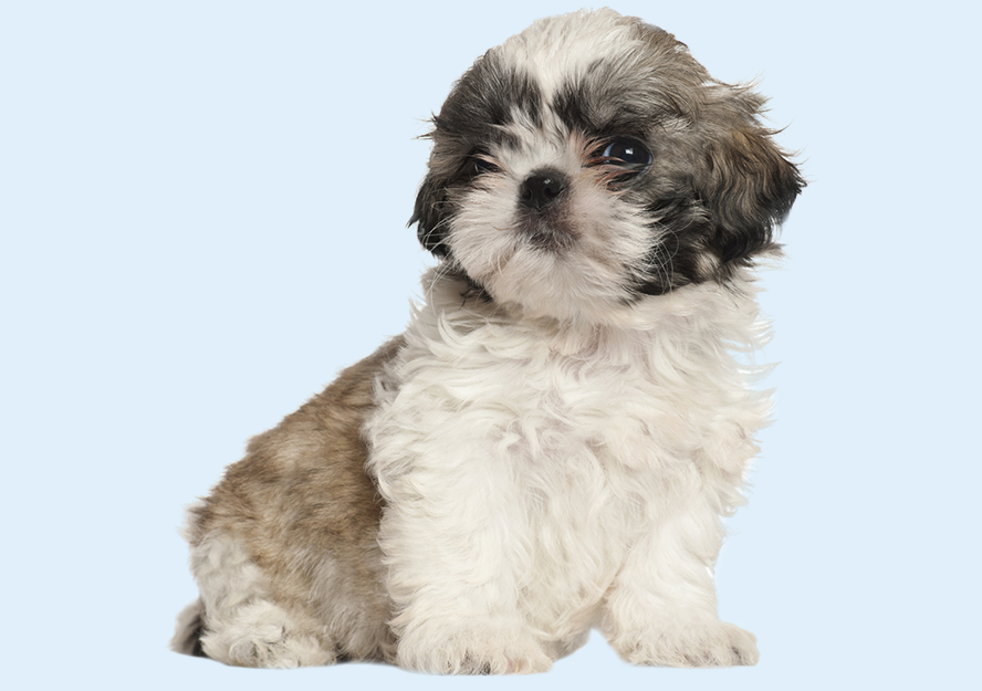 shih tzu puppy for sale