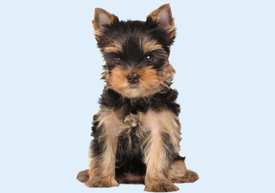 yorkshire terrier puppies for sale