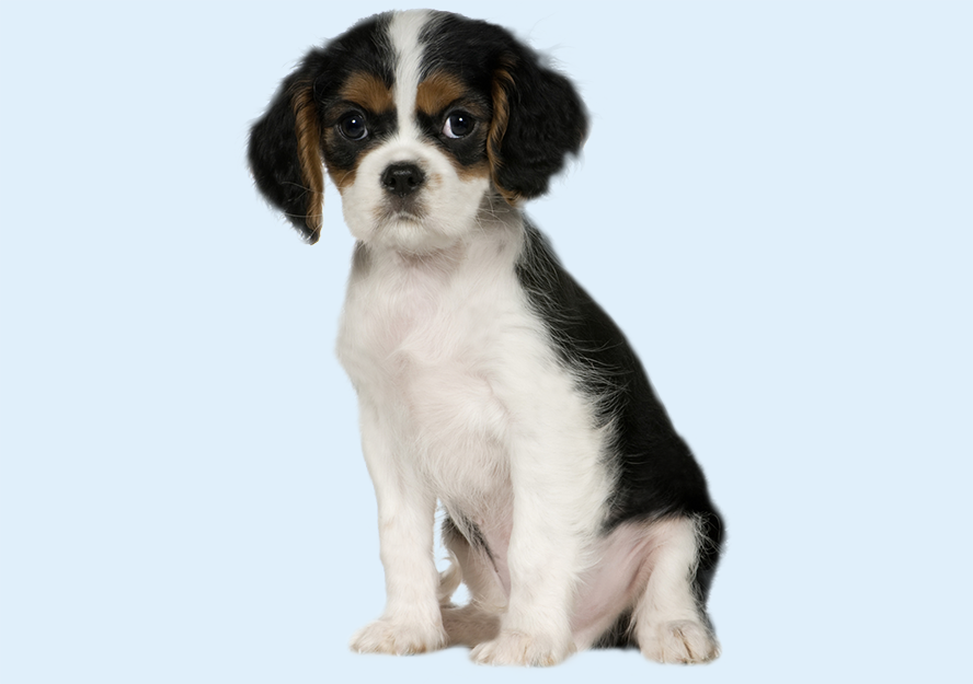 cavalier king charles puppy