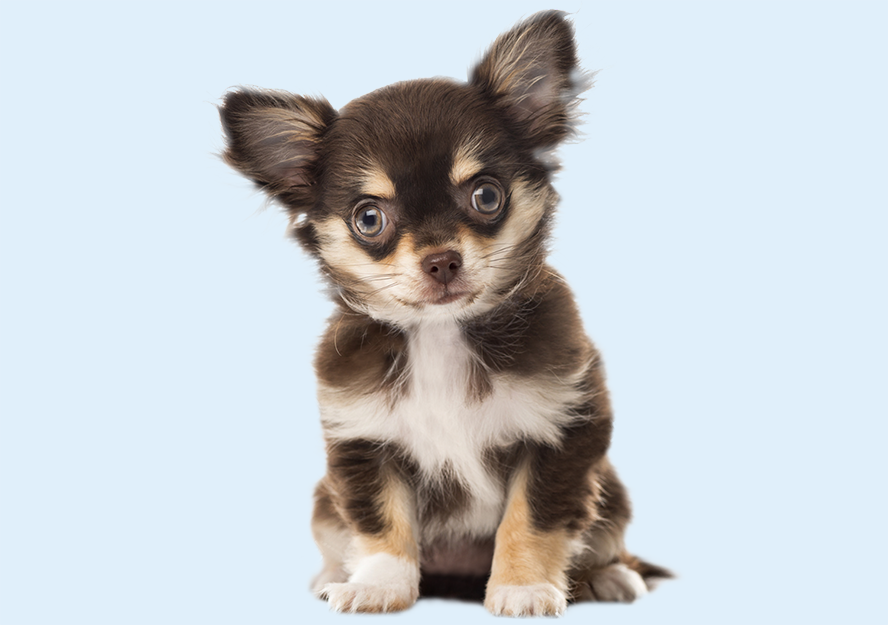 Chihuahua Puppies Buy Puppy in Dubai Happy Paws Dubai