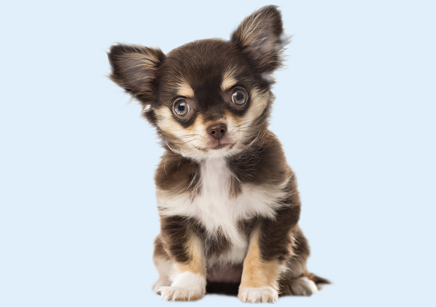 chihuahua puppies for sale