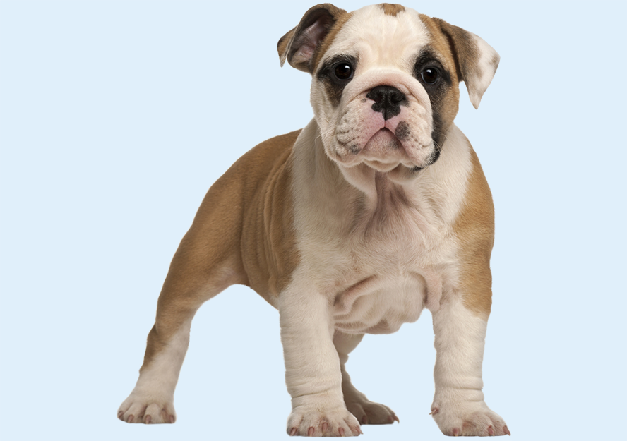 english bulldog puppies for sale