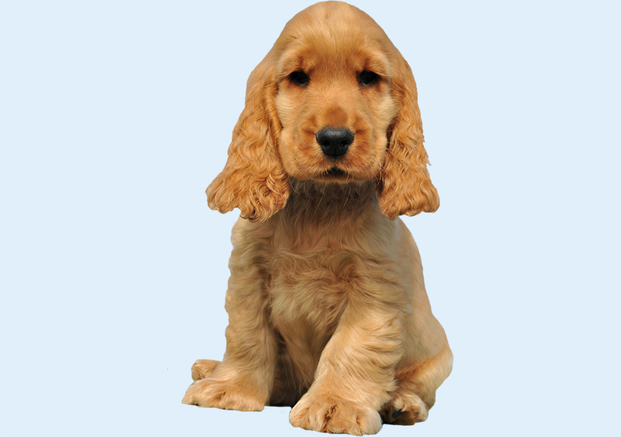 english cocker spaniel puppies for sale