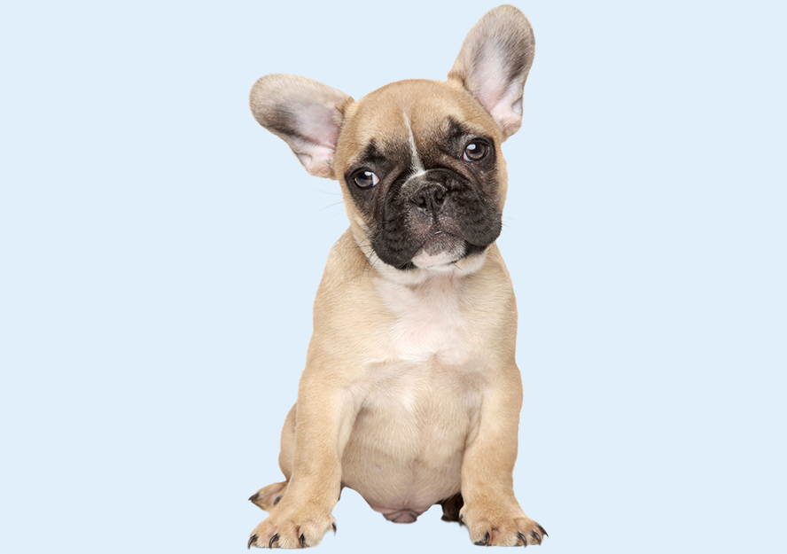 french bulldog puppies for sale